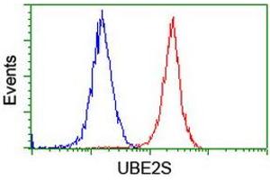 Image no. 4 for anti-Ubiquitin-Conjugating Enzyme E2S (UBE2S) antibody (ABIN1501644) (UBE2S anticorps)