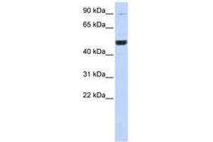 Image no. 1 for anti-Kinesin Heavy Chain Member 2A (KIF2A) (C-Term) antibody (ABIN6742414) (KIF2A anticorps  (C-Term))