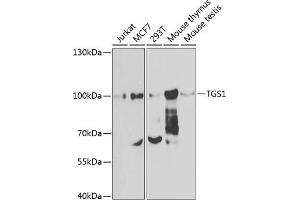 Western blot analysis of extracts of various cell lines, using TGS1 antibody (ABIN6132398, ABIN6149101, ABIN6149102 and ABIN6223823) at 1:1000 dilution. (TGS1 anticorps  (AA 714-853))