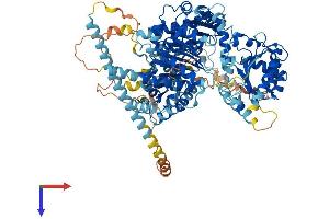 DEAD/H (Asp-Glu-Ala-Asp/His) Box Polypeptide 11 Like 8 (DDX11L8) (AA 1-907) protein (His tag)