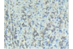 IHC-P analysis of Rat Intestine Tissue, with DAB staining.