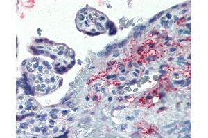 Anti-ERP44 / TXNDC4 antibody IHC of human placenta. (ERP44 anticorps  (Internal Region))