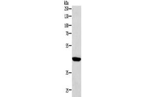 Western Blotting (WB) image for anti-SRY (Sex Determining Region Y)-Box 7 (SOX7) antibody (ABIN2422179) (SOX7 anticorps)