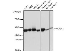 Western blot analysis of extracts of various cell lines, using ACADM Rabbit mAb (ABIN1678538, ABIN3019056, ABIN3019057 and ABIN7101707) at 1:1000 dilution.