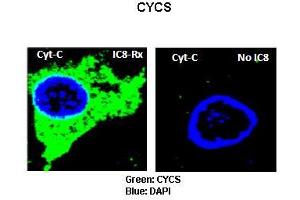Sample Type: Rat thyrocytes-FRTL-5  Primary Antibody Dilution: 1:100 Secondary Antibody: Anti-rabbit-FITC  Secondary Antibody Dilution: 1:000 Color/Signal Descriptions: Green: CYCSBlue: DAPI  Gene Name: CYCS Submitted by: Syed A Morshed, Mount Sinai School of Medicine and James J Peters VA Medical Center