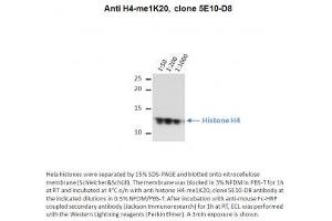 Image no. 1 for anti-Histone H4 (meLys20) antibody (ABIN1042605) (Histone H4 anticorps  (meLys20))