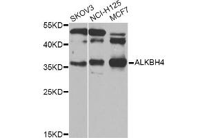 Western blot analysis of extracts of various cell lines, using ALKBH4 Antibody (ABIN5974944) at 1/1000 dilution. (ALKBH4 anticorps)