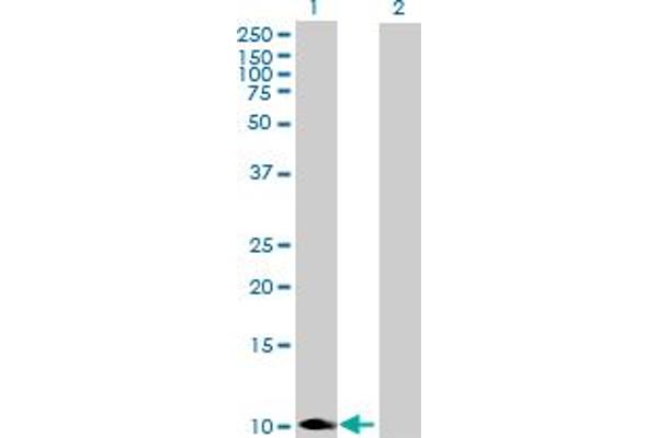 COX6B1 Antikörper  (AA 1-86)