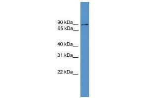 Clcn5 antibody used at 1. (Chloride Channel 5 anticorps  (Middle Region))