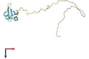 AlphaFold protein structure predicition of Mouse Recombinant Srsf3 Protein, UniprotID P84104