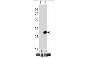 Western blot analysis of *SCGN using rabbit polyclonal *SCGN Antibody using 293 cell lysates (2 ug/lane) either nontransfected (Lane 1) or transiently transfected (Lane 2) with the SCGN gene.
