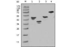 Western Blot showing GST antibody used against various fusion protein with GST tag. (GST anticorps)