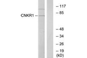 Western blot analysis of extracts from COLO205 cells, using CNKR1 Antibody. (CNKSR1 anticorps  (AA 491-540))