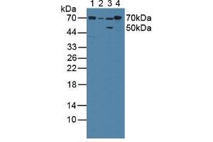 Western blot analysis of (1) Porcine Liver Tissue, (2) Porcine Large Intestine Tissue, (3) Rat Stomach Tissue and (4) Rat Liver Tissue. (POR anticorps  (AA 77-518))
