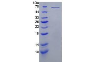 SDS-PAGE analysis of Mouse Perforin 1 Protein. (Perforin 1 Protéine)