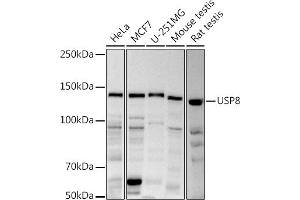 Western blot analysis of extracts of various cell lines, using (ABIN6132776, ABIN6150035, ABIN6150036 and ABIN6222811) at 1:1000 dilution. (USP8 anticorps  (AA 1-270))