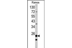 Western blot analysis of RPS9 antibody (C-term) (ABIN390552 and ABIN2840887) in Ramos cell line lysates (35 μg/lane). (RPS9 anticorps  (C-Term))