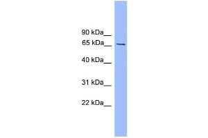 WB Suggested Anti-Smad4 Antibody Titration:  0. (SMAD4 anticorps  (Middle Region))