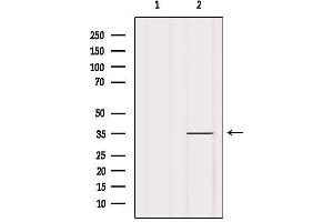 Western blot analysis of extracts from Mouse spleen, using OR1A2 Antibody. (OR1A2 anticorps)