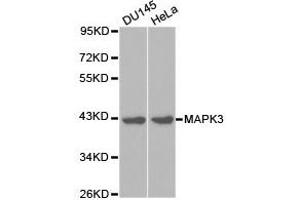 Western Blotting (WB) image for anti-Mitogen-Activated Protein Kinase 3 (MAPK3) antibody (ABIN1873627) (ERK1 anticorps)