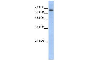 ARHGAP28 antibody used at 1 ug/ml to detect target protein. (ARHGAP28 anticorps  (N-Term))