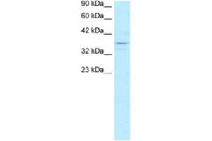 Western Blotting (WB) image for anti-TAF7 RNA Polymerase II, TATA Box Binding Protein (TBP)-Associated Factor, 55kDa (TAF7) antibody (ABIN2463871)