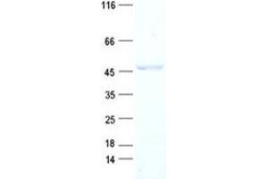 Validation with Western Blot