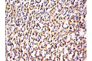 Formalin-fixed and paraffin embedded rat stomach labeled with Anti-FBXO48 Polyclonal Antibody, Unconjugated  at 1:500 followed by conjugation to the secondary antibody and DAB staining. (FBXO48 anticorps  (AA 61-155))