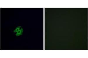 Immunofluorescence (IF) image for anti-Olfactory Receptor, Family 2, Subfamily G, Member 2 (OR2G2) (AA 241-290) antibody (ABIN2890981) (OR2G2 anticorps  (AA 241-290))