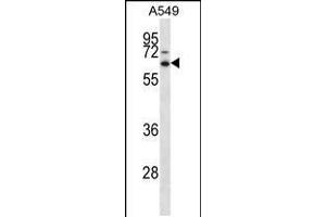 Western blot analysis in A549 cell line lysates (35ug/lane). (ZSCAN22 anticorps  (AA 198-227))