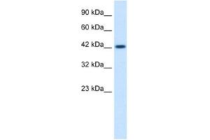 WB Suggested Anti-ZP3 Antibody Titration:  0. (Zona Pellucida Glycoprotein 3 anticorps  (C-Term))