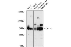 Western blot analysis of extracts of various cell lines, using SLC32 antibody (2610) at 1:1000 dilution.