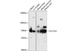Western blot analysis of extracts of various cell lines, using SLC32 antibody (2610) at 1:1000 dilution. (SLC32A1 anticorps  (AA 1-120))