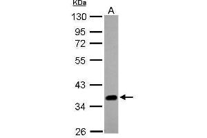 WB Image Sample (20 ug of whole cell lysate) A: A431 , 10% SDS PAGE antibody diluted at 1:1000 (SOX2 anticorps)