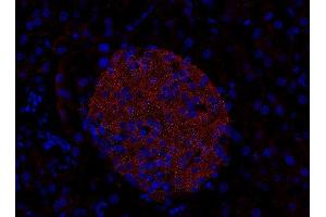 Indirect immunostaining of PFA-fixed paraffin embedded mouse pancreas section (dilution 1 : 200). (RAB3D anticorps  (AA 3-16))