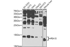 Western blot analysis of extracts of various cell lines, using PE antibody (ABIN6132375, ABIN6145424, ABIN6145425 and ABIN6225293) at 1:1000 dilution. (PEA15 anticorps  (AA 1-130))