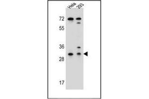 Western blot analysis of Ephrin-B2  Antibody in Hela,293 cell line lysates (35ug/lane). (Ephrin B2 anticorps  (Middle Region))