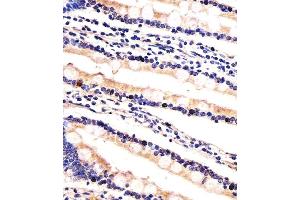Immunohistochemical analysis of paraffin-embedded H.
