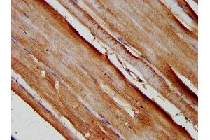 IHC image of ABIN7159962 diluted at 1:200 and staining in paraffin-embedded human skeletal muscle tissue performed on a Leica BondTM system. (SLC25A37 anticorps  (AA 1-44))