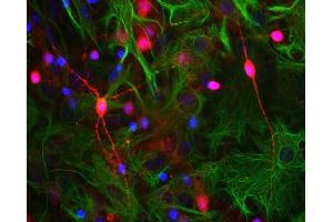 Neuron-glia cell culture stained with ABIN1842269 (red),’s monoclonal antibody to GFAP MCA-5C10 (green) and DNA (blue).