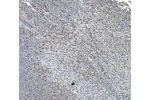 IHC analysis of PDIA5 using anti-PDIA5 antibody (ABIN7601801).