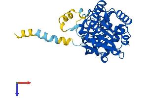 AlphaFold protein structure predicition of Mouse Recombinant Rdh11 Protein, UniprotID Q9QYF1