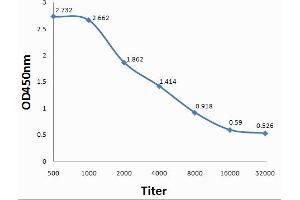 Antigen: 0. (Pleiotrophin anticorps  (AA 101-168))
