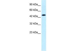 Western Blotting (WB) image for anti-Calreticulin (CALR) antibody (ABIN2460177) (Calreticulin anticorps)