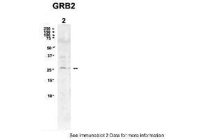 Sample Type: 2. (GRB2 anticorps  (N-Term))
