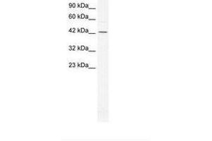 Image no. 1 for anti-General Transcription Factor IIA, 1-Like (GTF2A1L) (AA 86-135) antibody (ABIN6736279) (GTF2A1L anticorps  (AA 86-135))