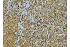 ABIN6273032 at 1/100 staining Mouse kidney tissue by IHC-P.