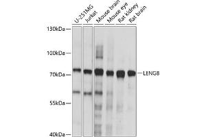 Western blot analysis of extracts of various cell lines, using LENG8 antibody (ABIN7268240) at 1:1000 dilution. (LENG8 anticorps  (AA 101-319))