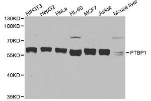 Western blot analysis of extracts of various cell lines, using PTBP1 antibody. (PTBP1 anticorps  (AA 1-100))