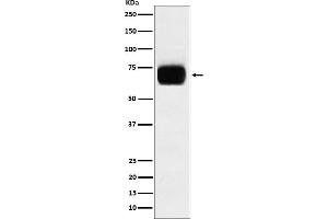 Western blot analysis of CD33 expression in THP1 cell lysate.